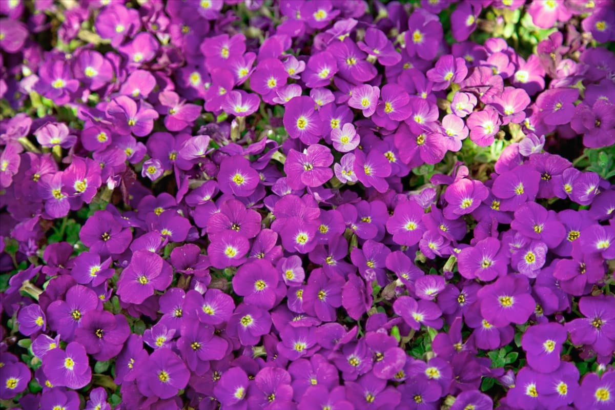 Aubrieta Kitte Blue