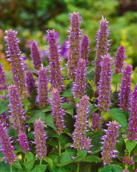 Agastache foeniculum