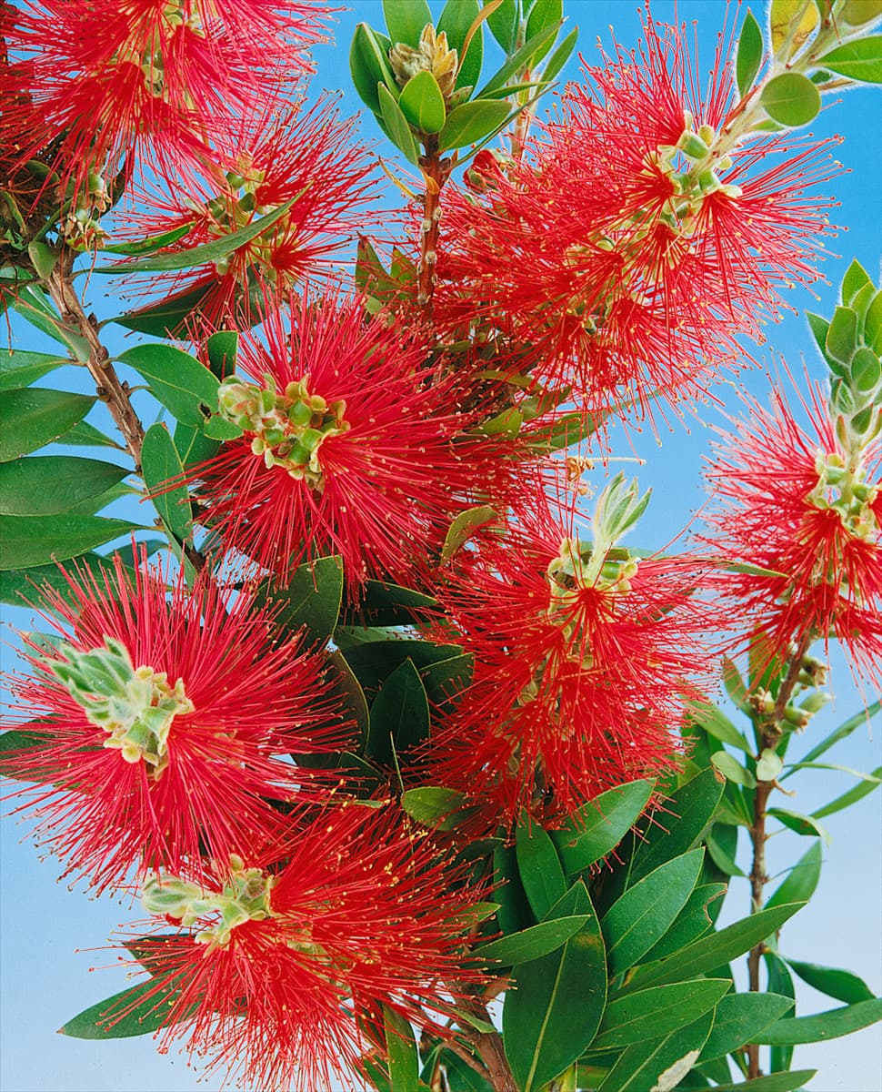 Callistemon citrinus