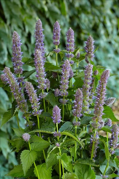 Agastache foeniculum 'Purple Haze'