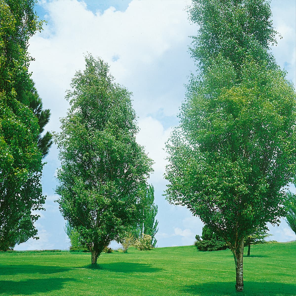 Betula pendula Fastigiata