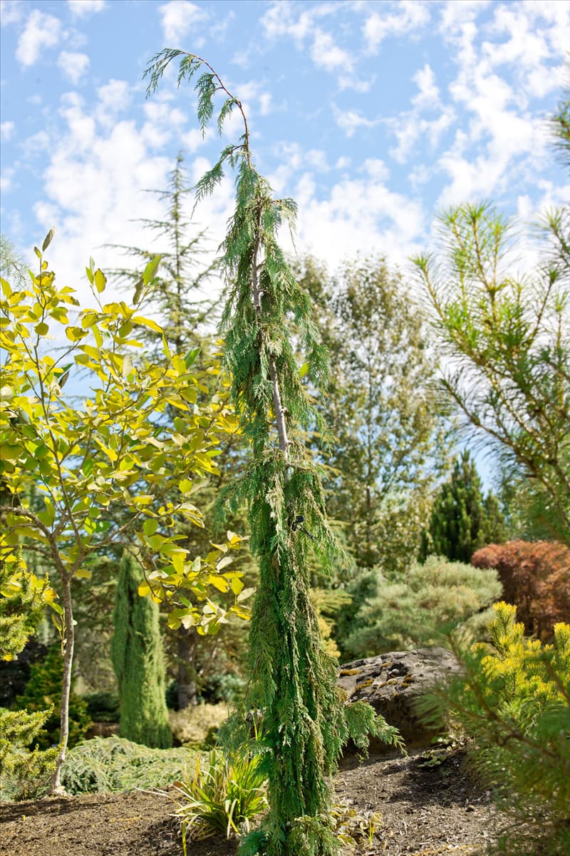Chamaecyparis nootkatensis Green Arrow
