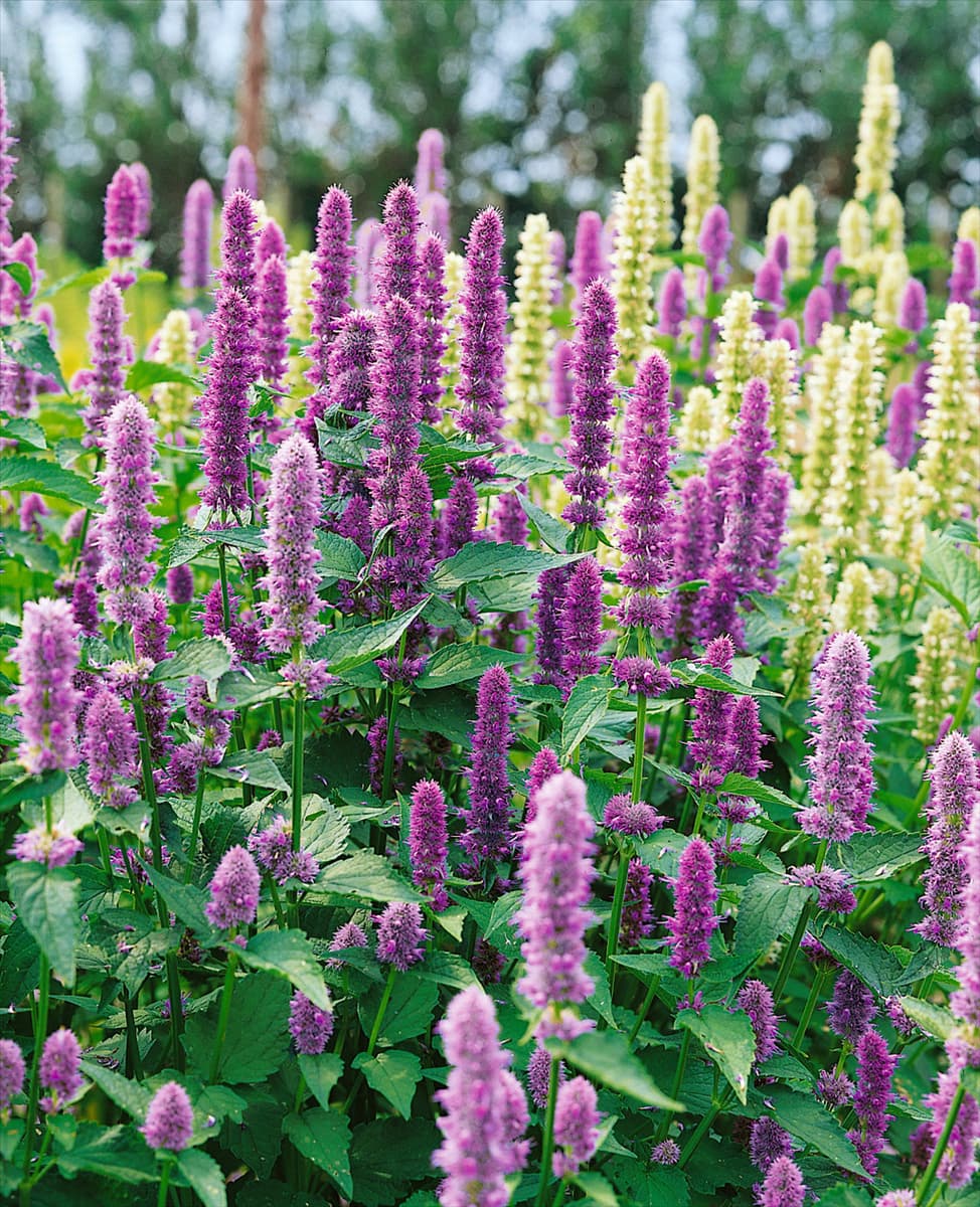Agastache rugosa