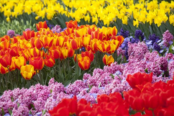 Buntes Zwiebelblumenbeet