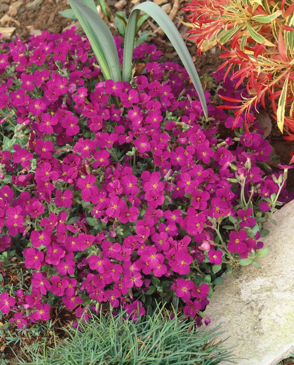 AUBRIETA RED VILLE D« ORLEONS