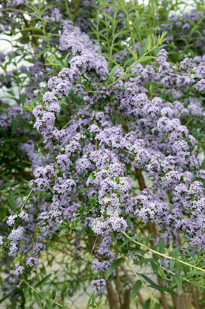 Buddleja alternifolia