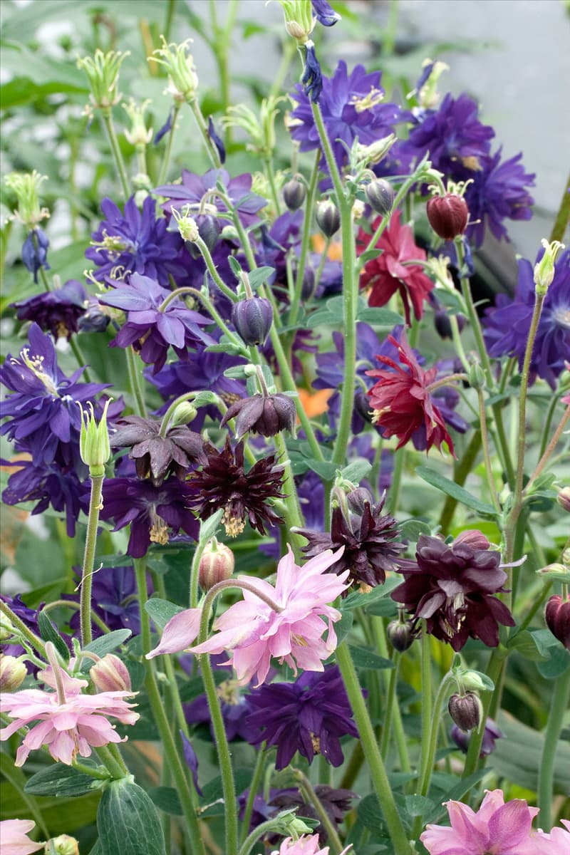 Aquilegia vulgaris Barlow Choice Mischung