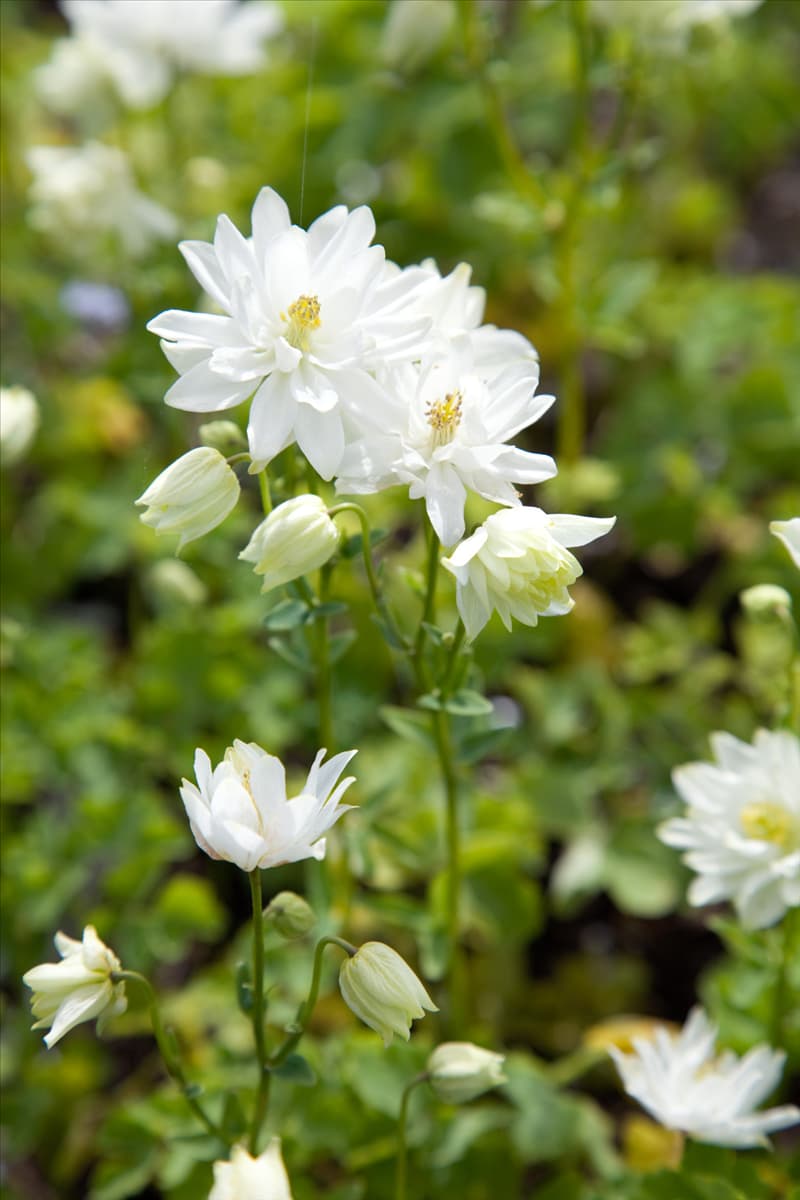 Aquilegia vulgaris Clementine White