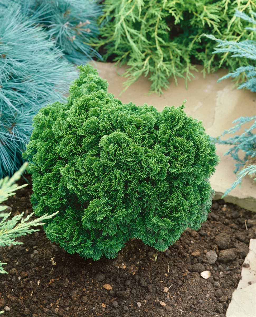 CHAMAECYPARIS OBTUSA NANA GRACILIS