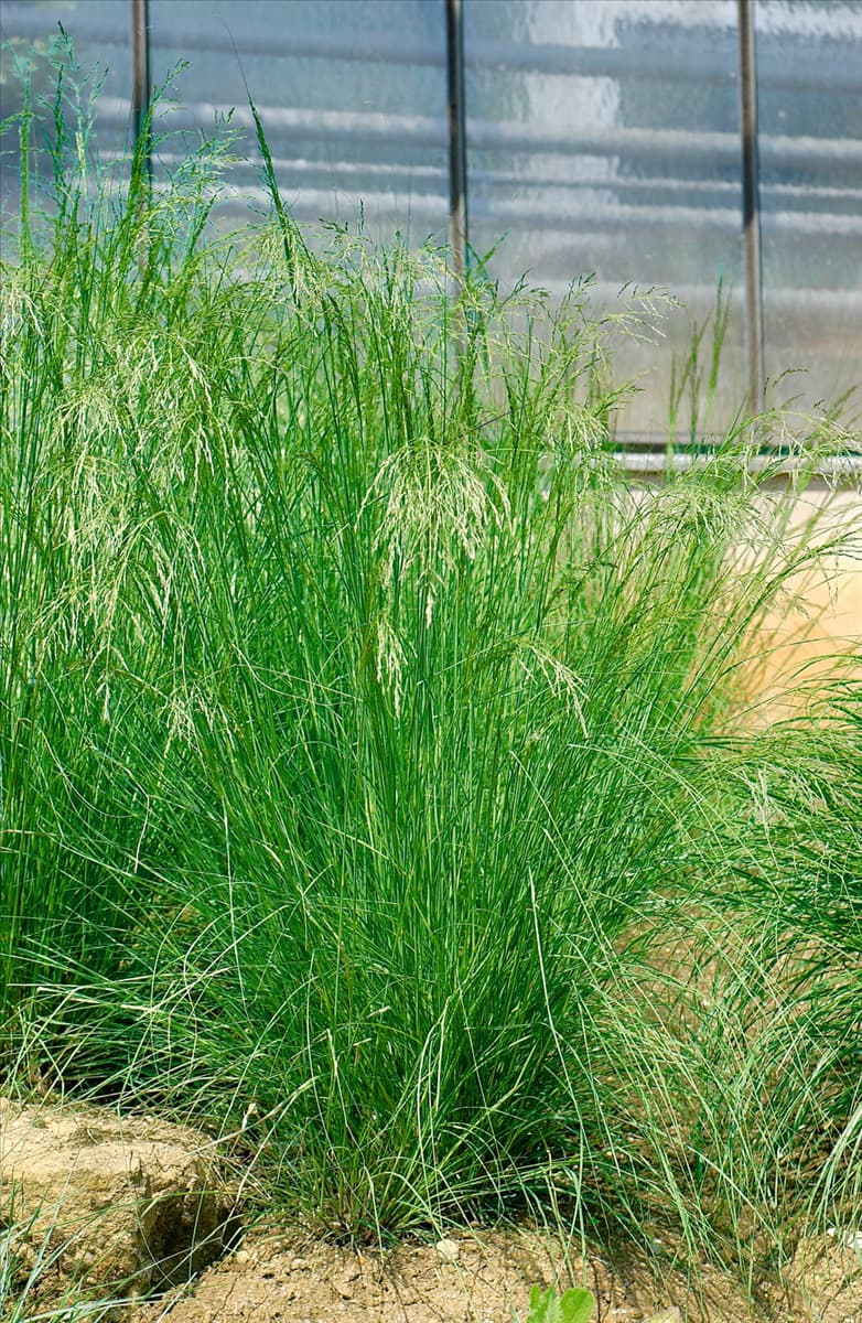 Agrostis stolonifera Weißes Straußgras