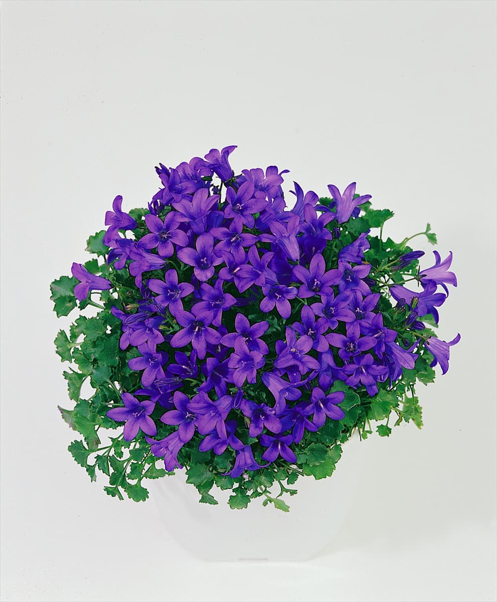 Campanula portenschlagiana Resholdt's Variety im Topf