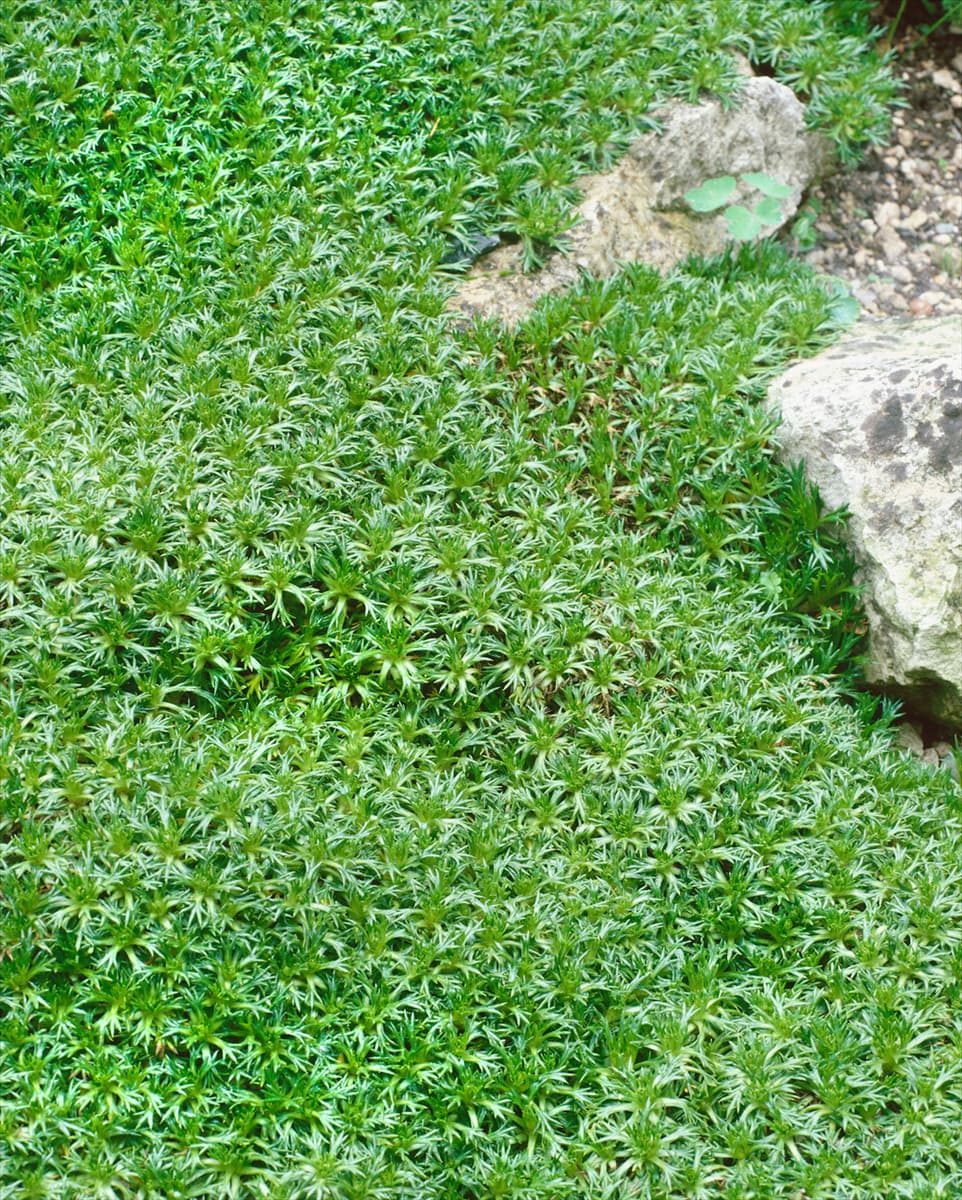 AZORELLA TRIFURCATA