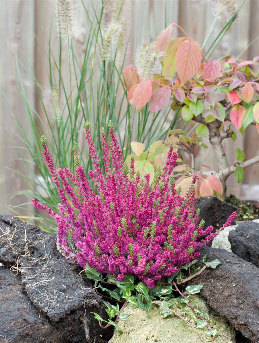 Calluna vulgaris 'Dark Beauty'(s) Besenheide 'Dark Beauty'(s)