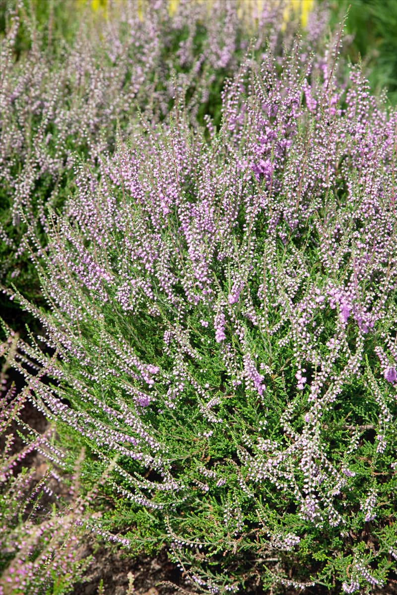 Calluna vulgaris 'Flore Pleno' Besenheide 'Flore Pleno'