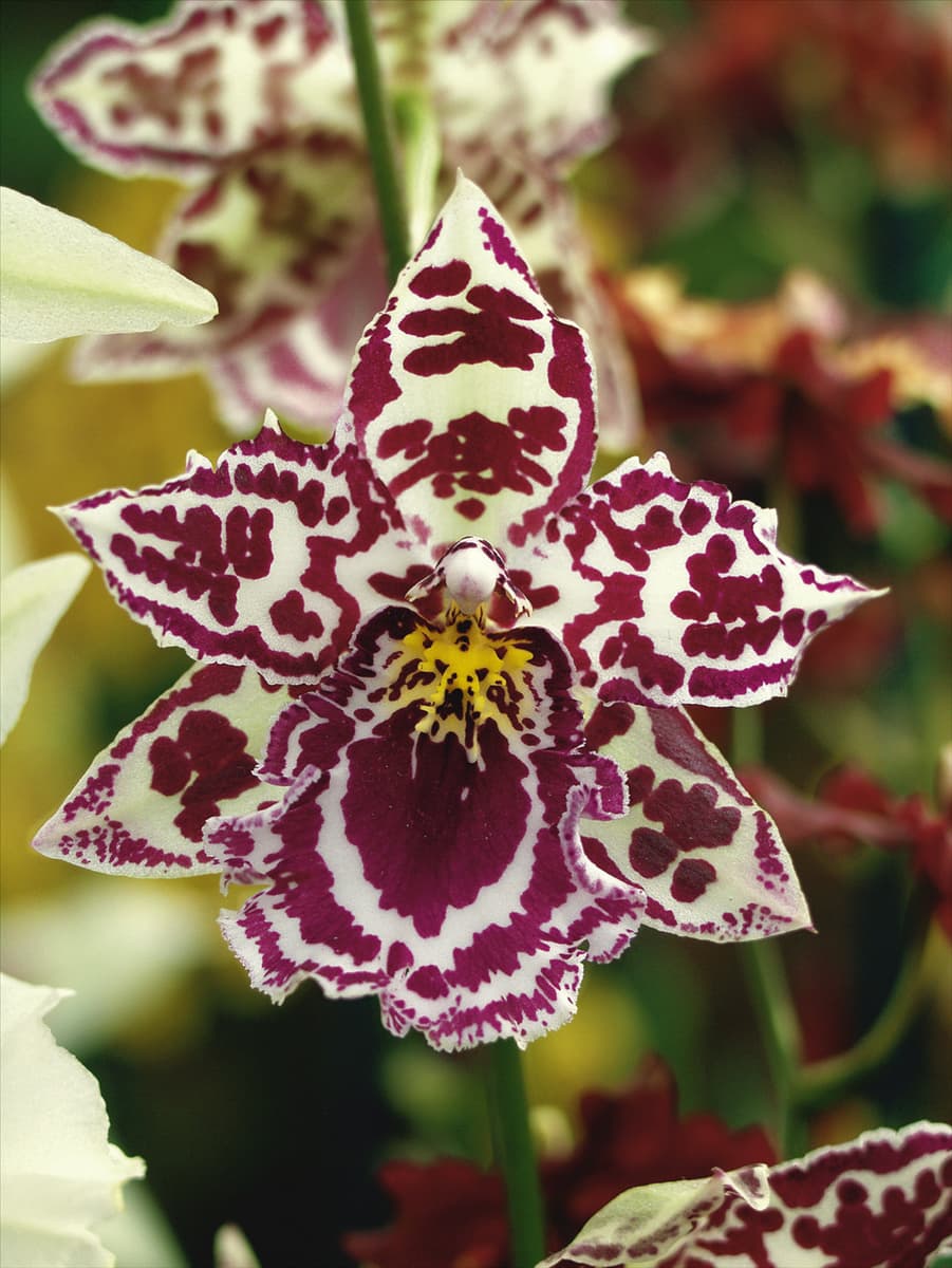 Beallara Beallara