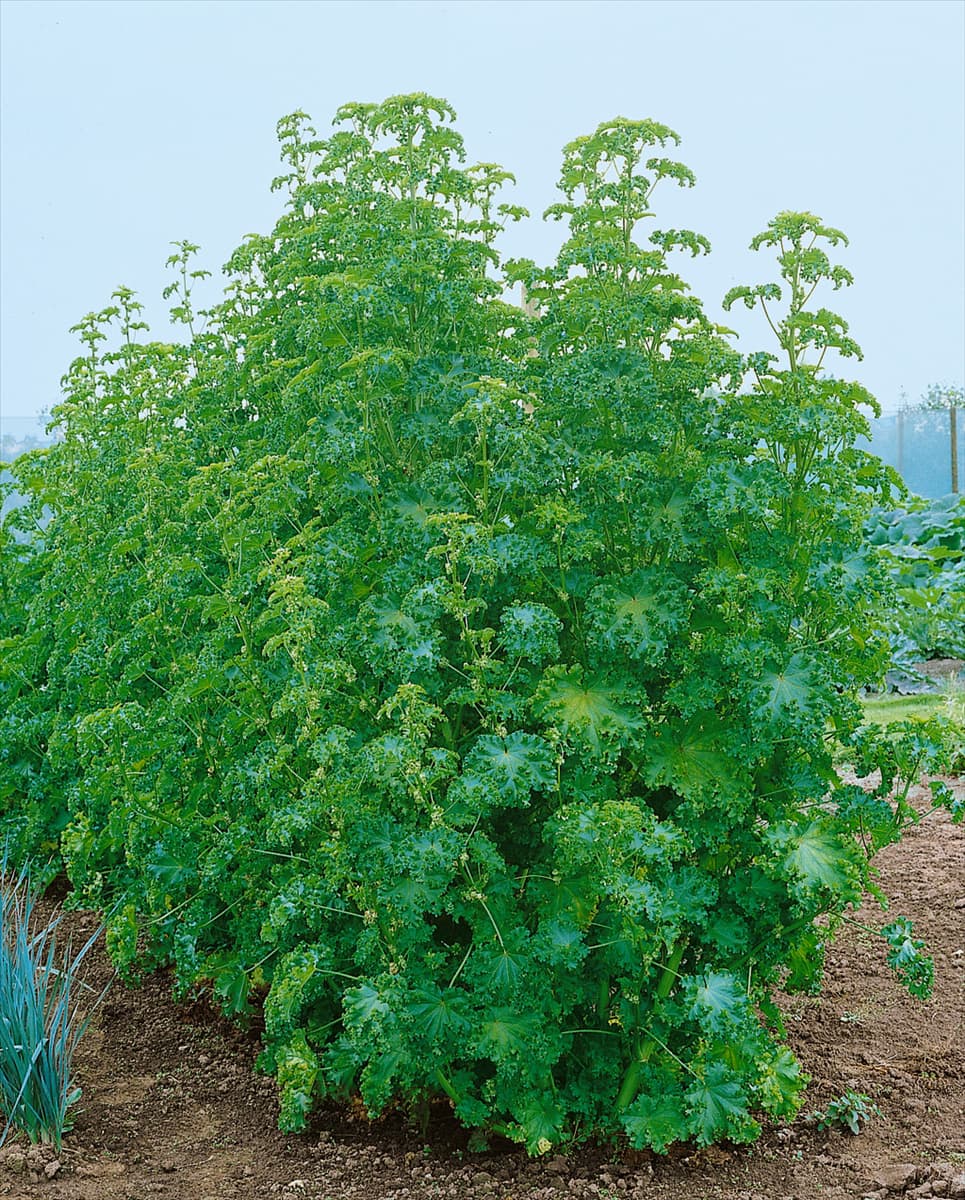 Chenopodium quinoa