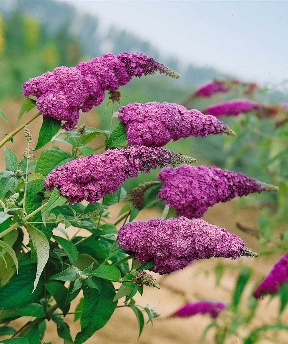 Buddleja davidii Ile de France