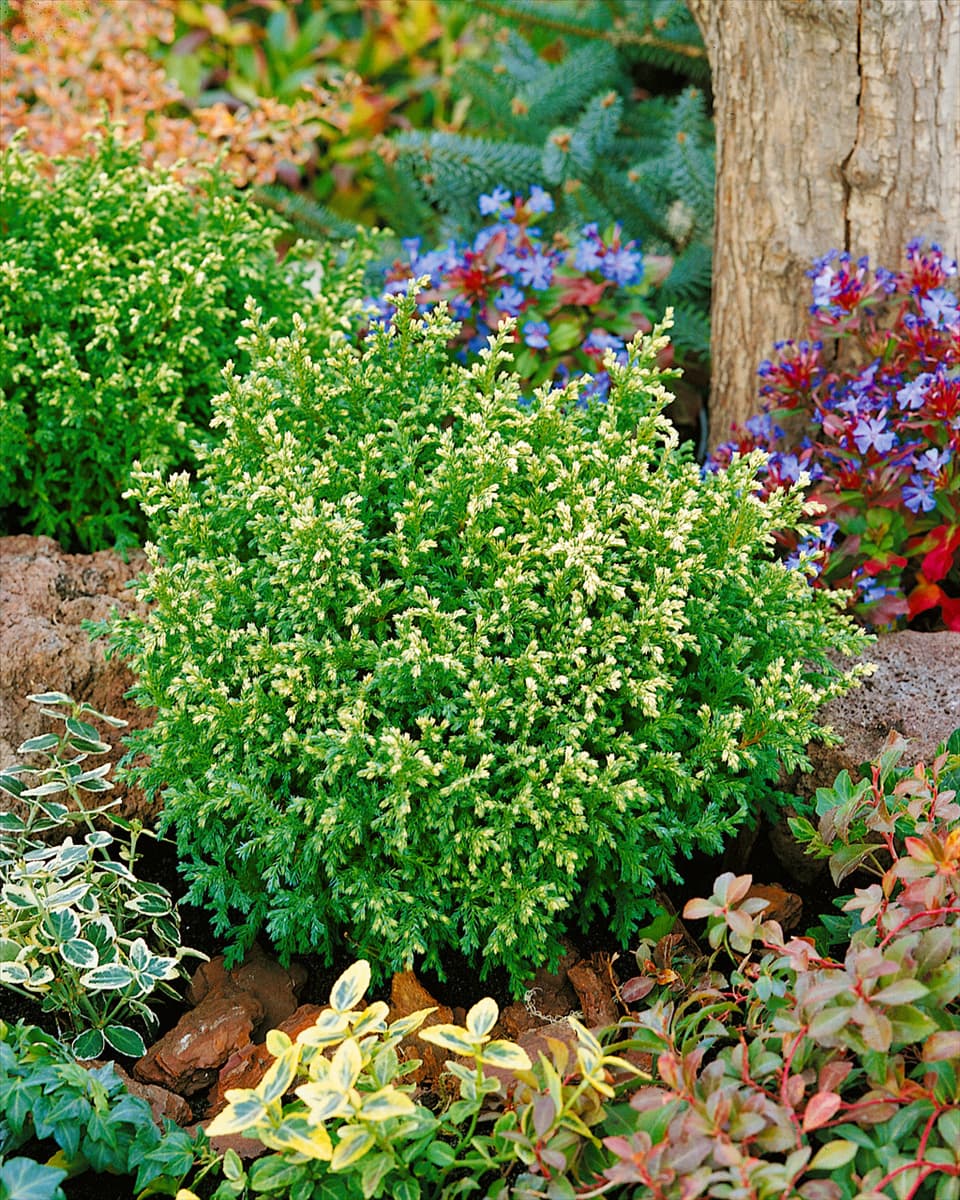 Chamaecyparis pisifera Plumosa Compressa