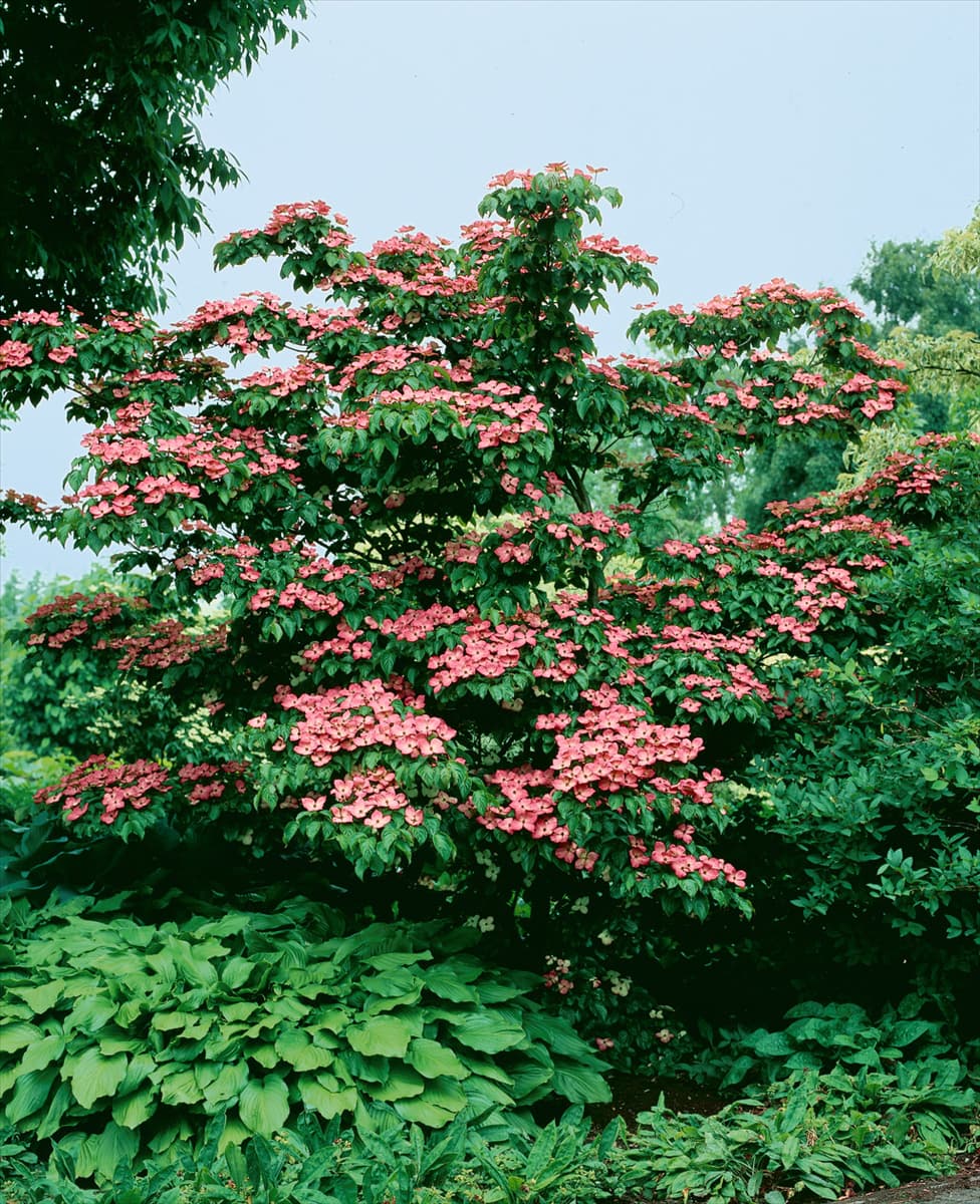 Cornus kousa Satomi