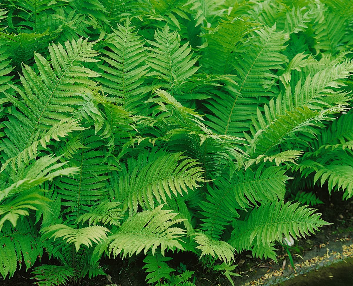 Dryopteris affinis Goldschuppenfarn