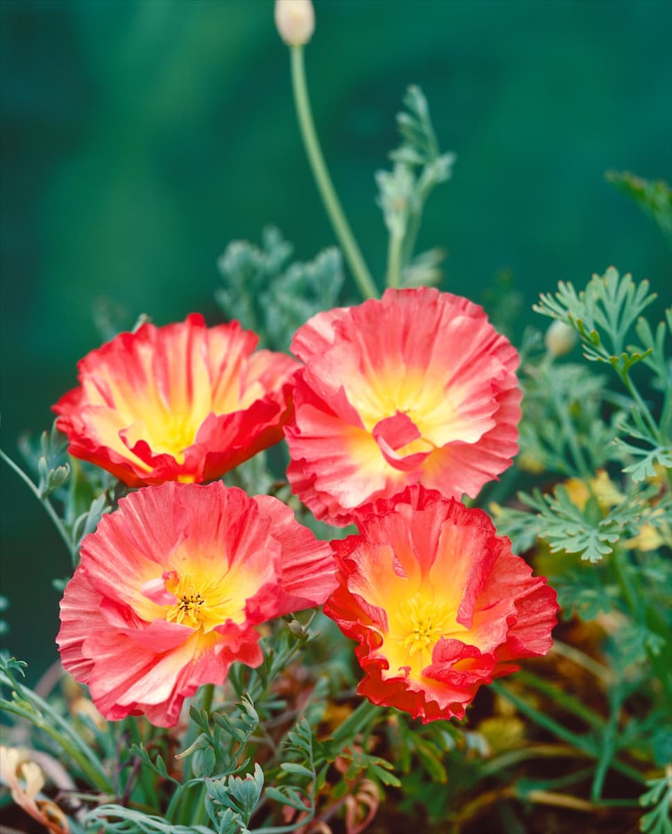 ESCHSCHOLZIA CALIFORNICA DOUBLE ROSE CHIFFON