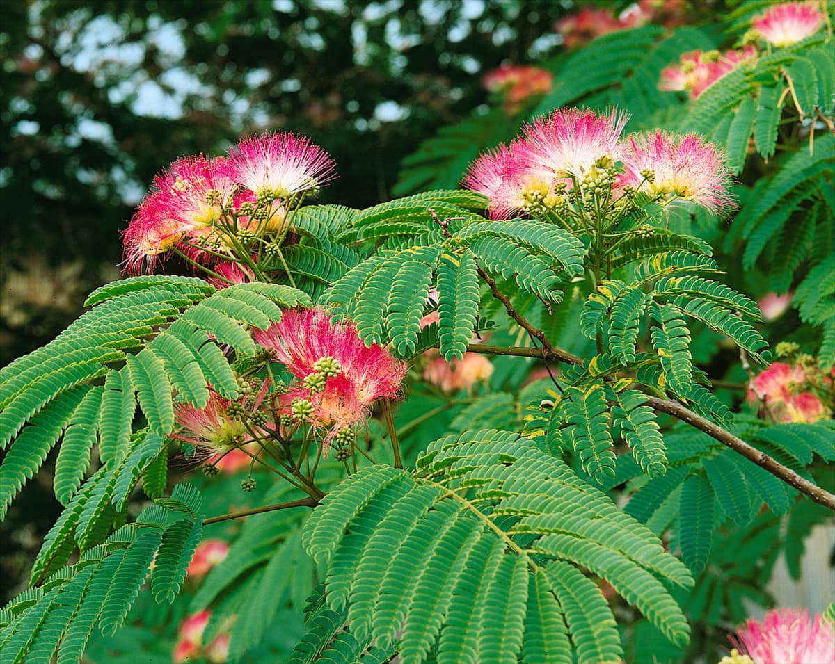 Albizia julibrissin Newman
