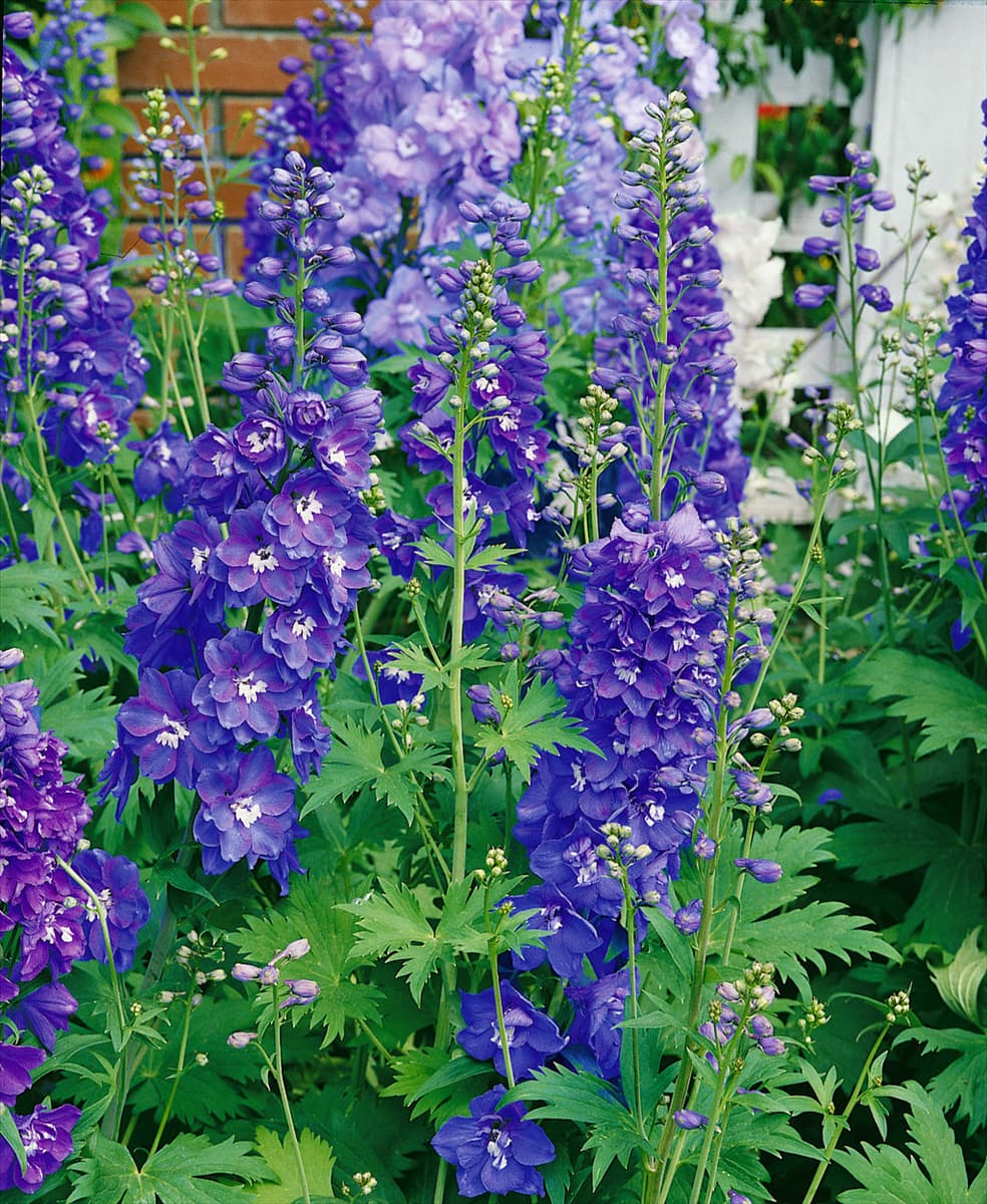 Delphinium elatum Guardian Early Blue