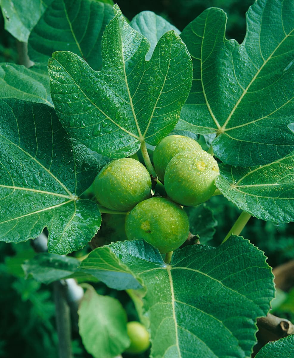 Feige / Ficus carica
