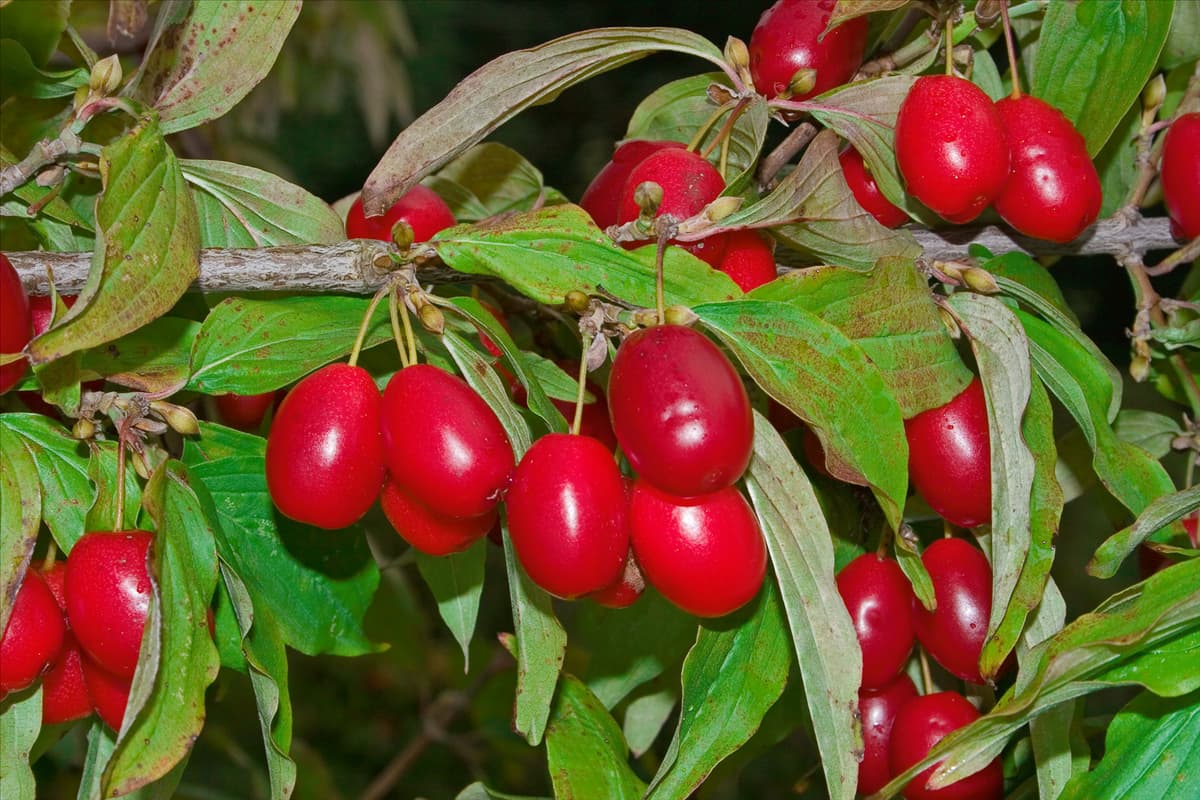 Cornus mas Jolico