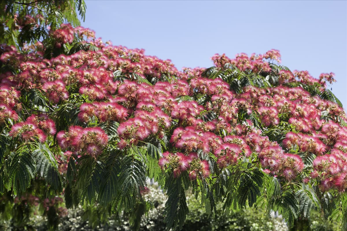 Albizia julibrissin Boubri OMBRELLA