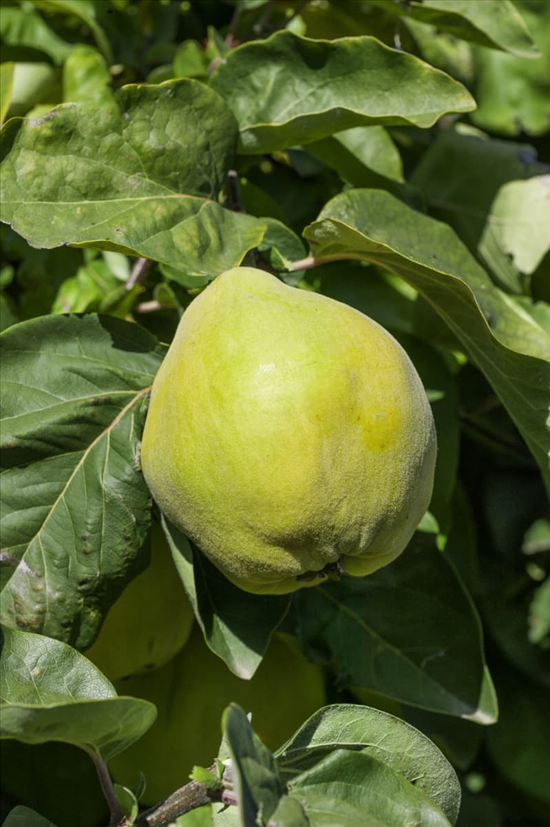 Cydonia oblonga 'Portugiesische Birnenquitte' Quitte 'Portugiesische Birnenquitte'