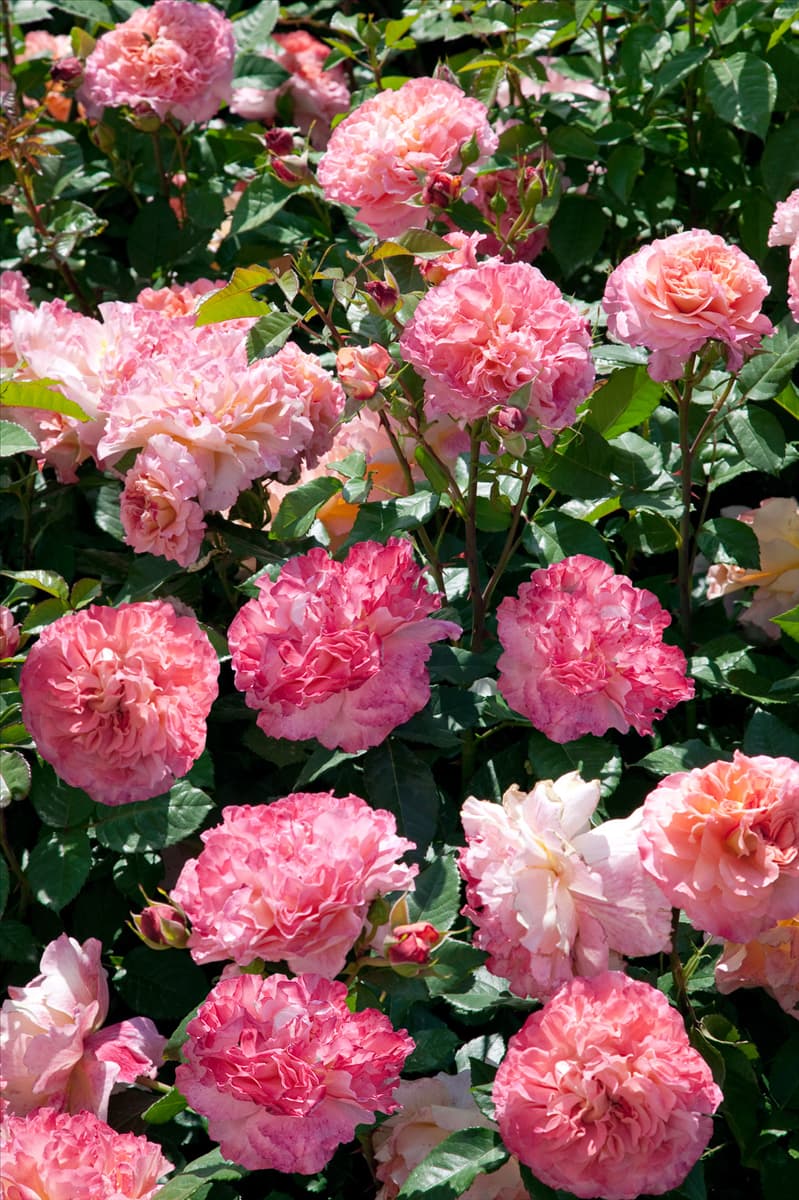 Rosa 'Augusta Luise'® Edelrose 'Augusta Luise'®