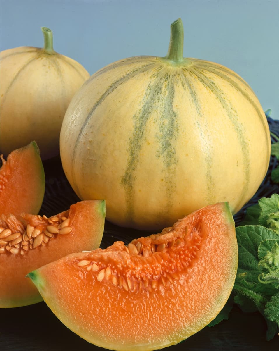 Zuckermelone TYPE DOUBLON