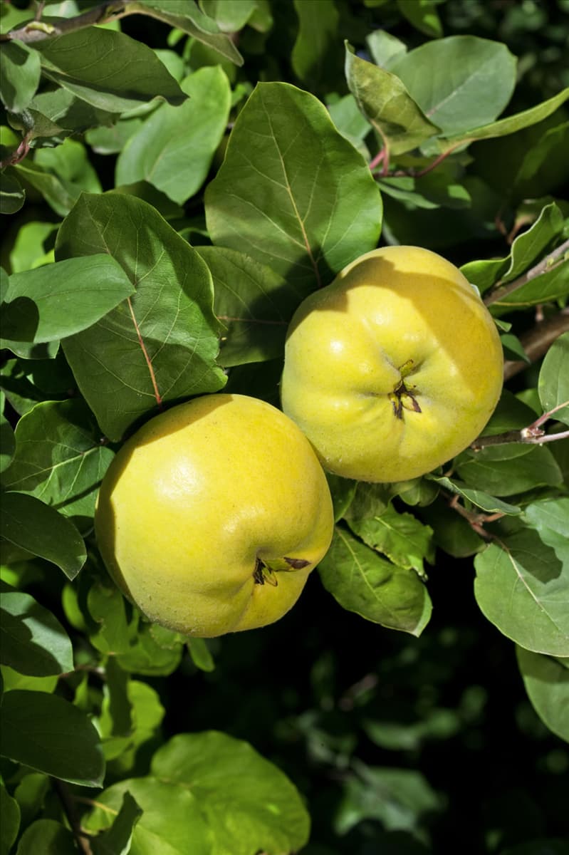 Cydonia oblonga 'Konstantinopeler Apfelquitte' Quitte 'Konstantinopeler Apfelquitte'