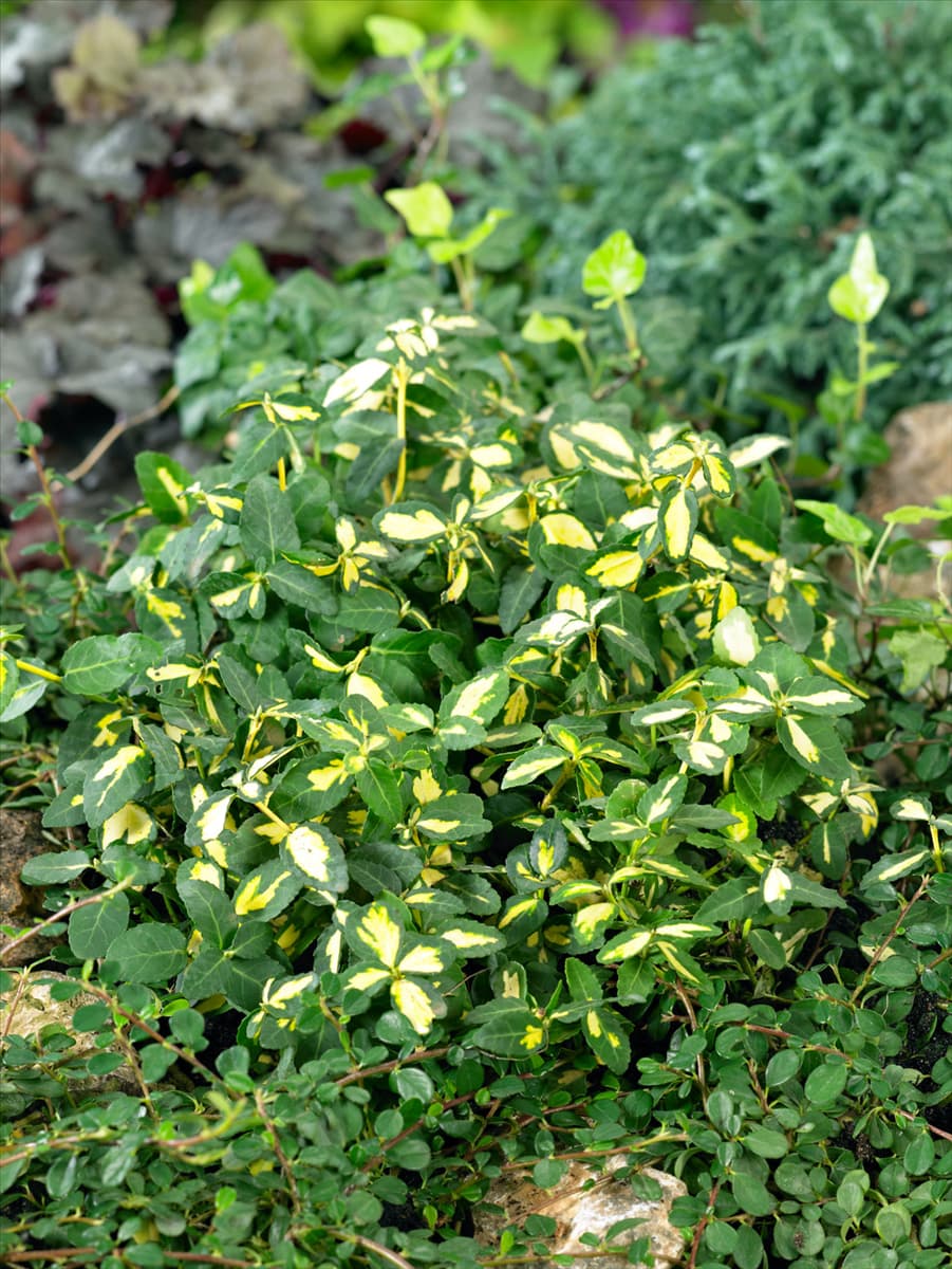 Euonymus fortunei Blondy (R)