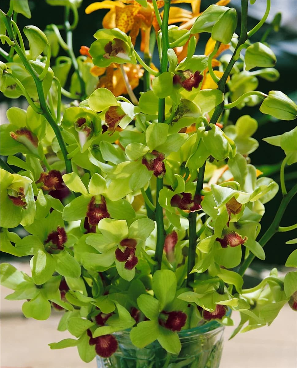 DENDROBIUM green