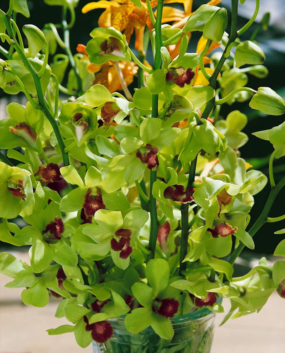 Dendrobium 'Emma Green' Phalaenopsisblütige Dendrobie 'Emma Green'