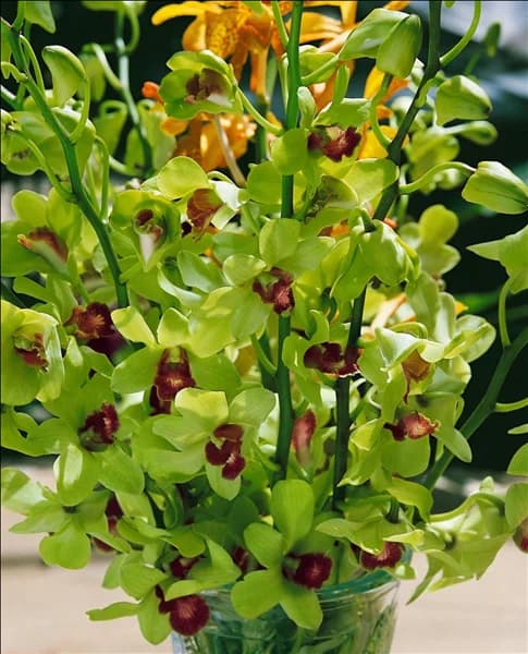 Dendrobium 'Emma Green'