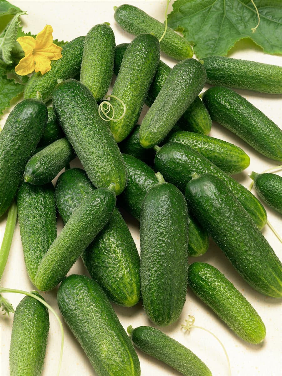 Essiggurke / Cucumis sativus Adam F1