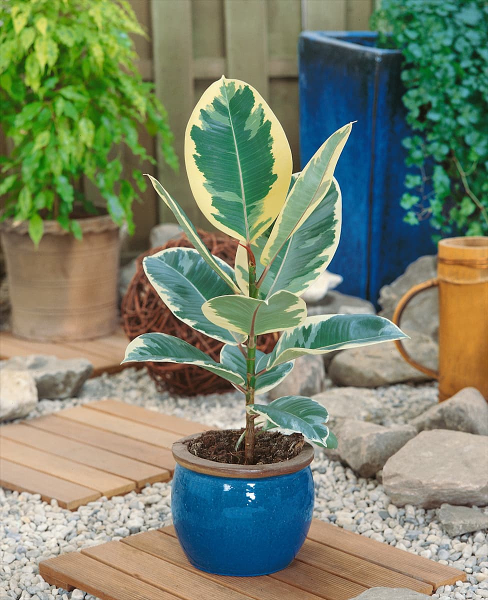Ficus elastica Tineke