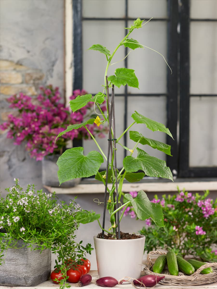Cucumis sativus