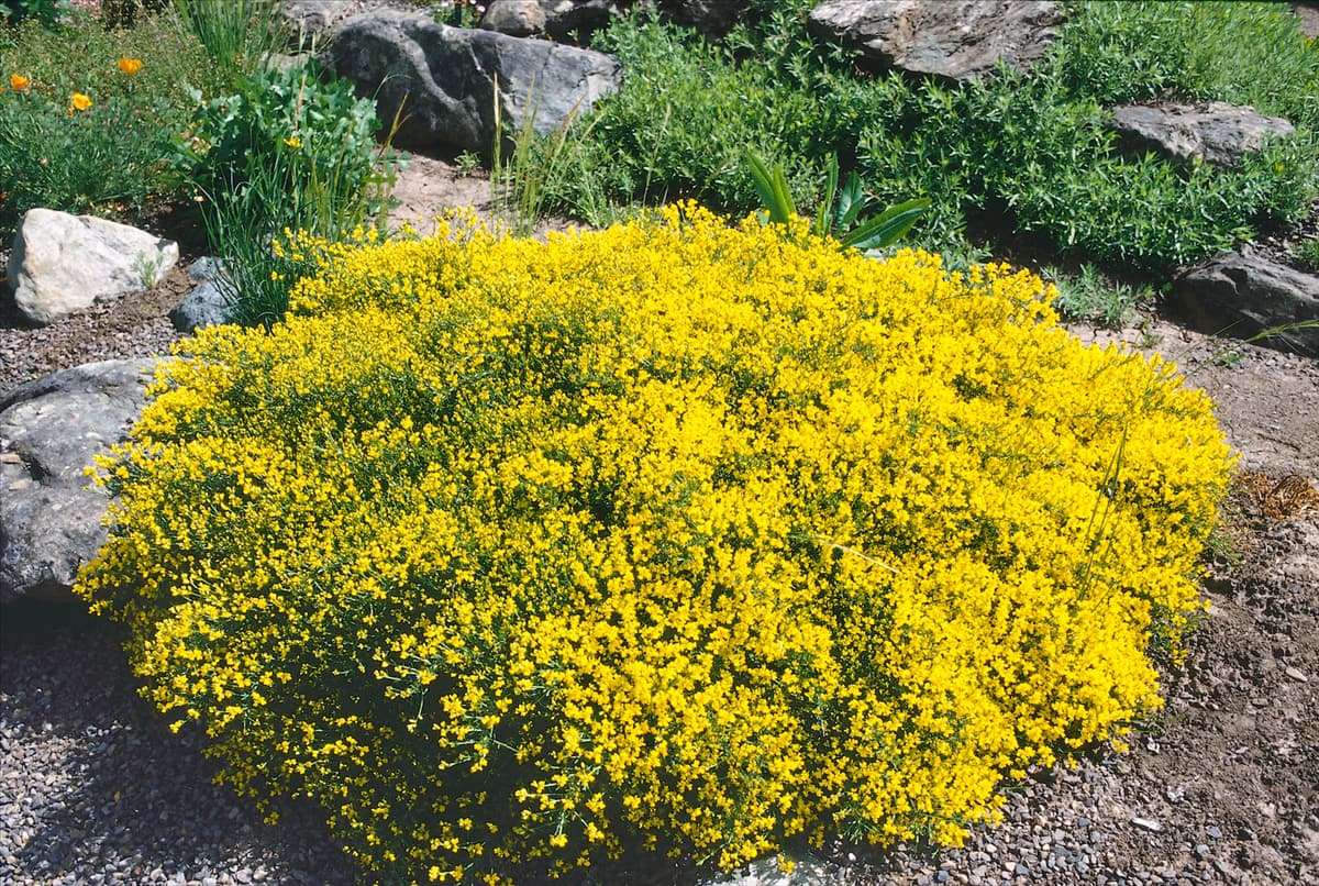 Genista pilosa