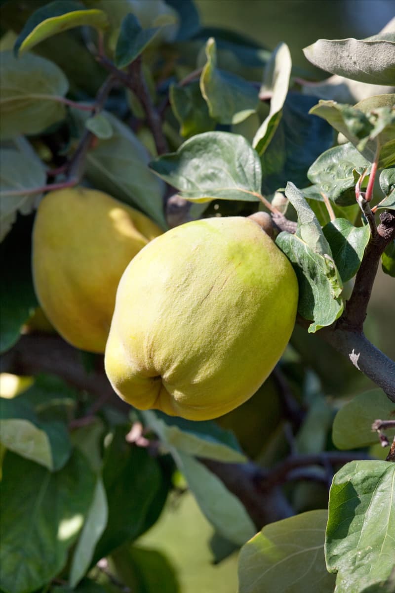Cydonia oblonga 'Vranja' Quitte 'Vranja'