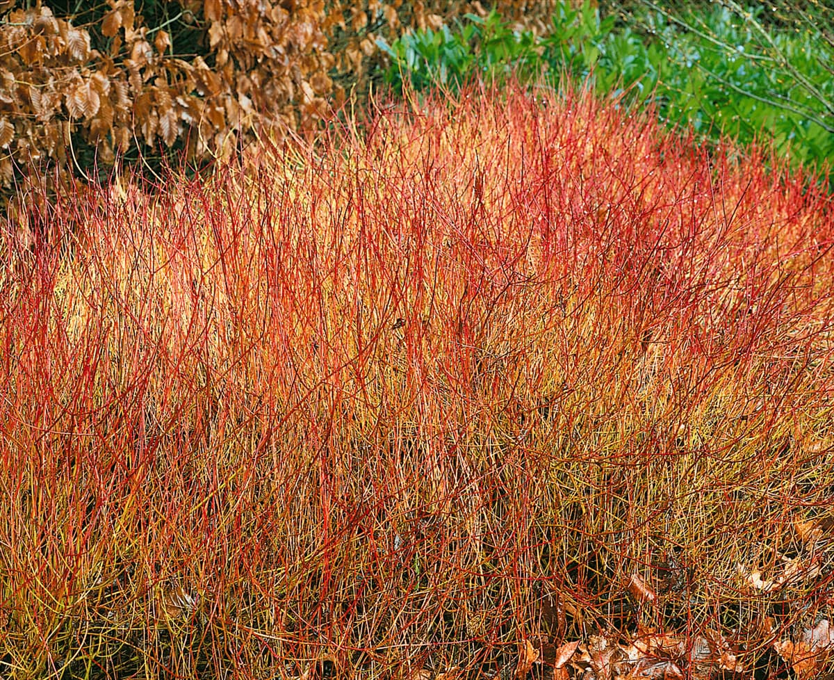 Cornus sericea ssp. sericea Kelseyi