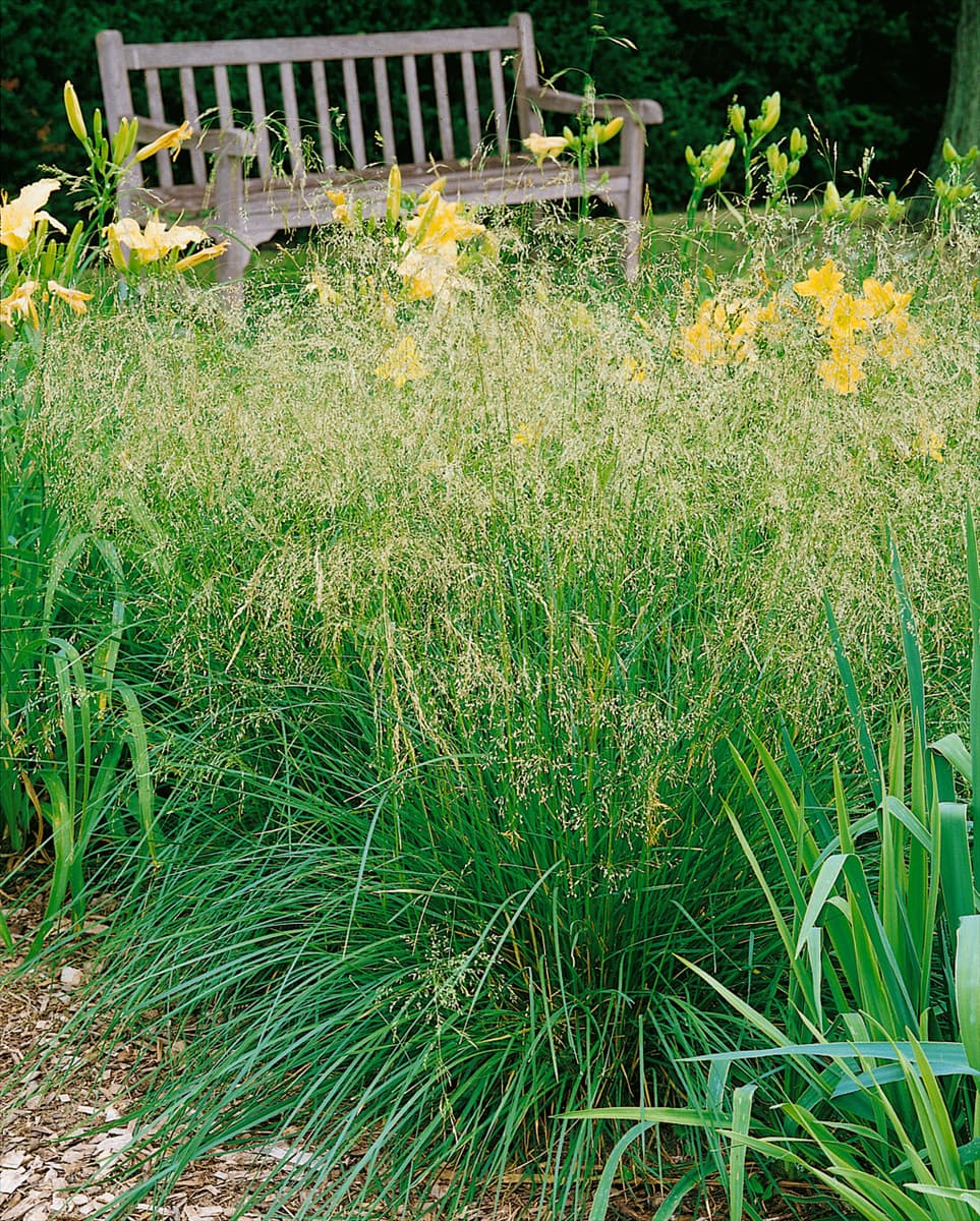 Deschampsia cespitosa Bronzeschleier