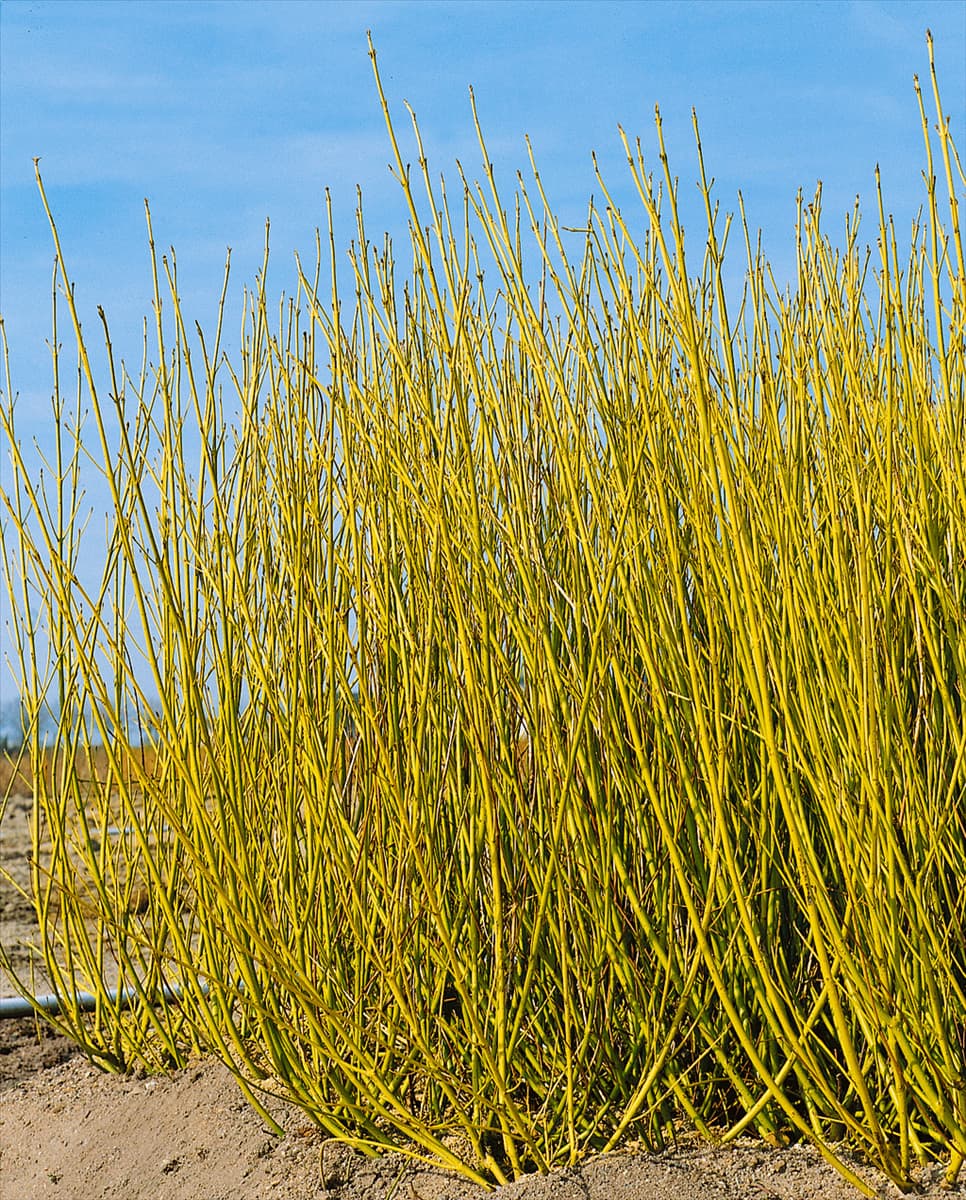 Cornus sericea ssp. sericea Flaviramea