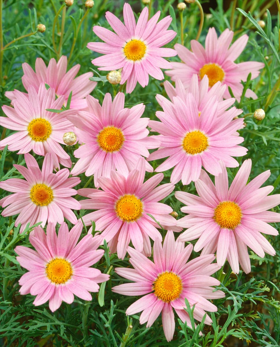 CHRYSANTHEMUM DOLLY VARDEN