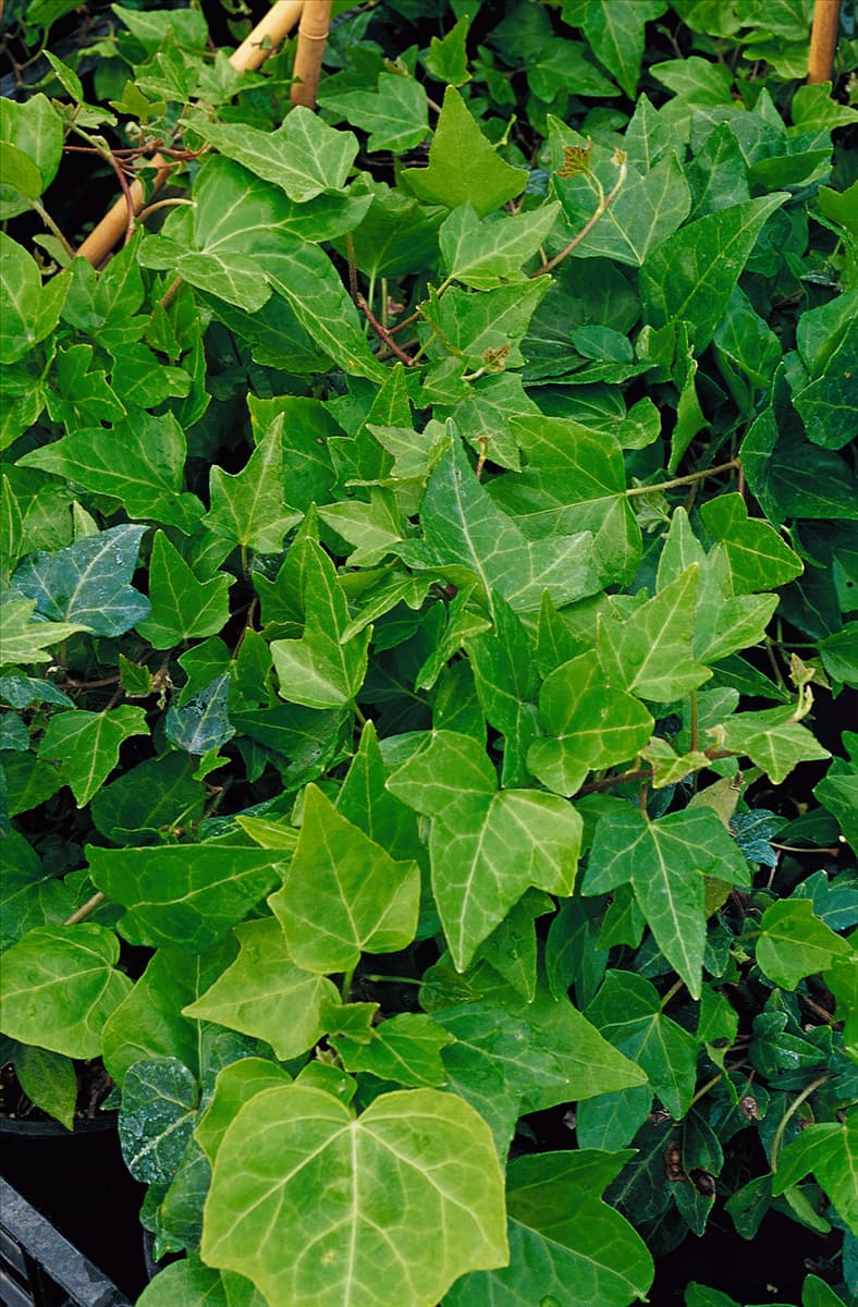 HEDERA HELIX SHAMROCK