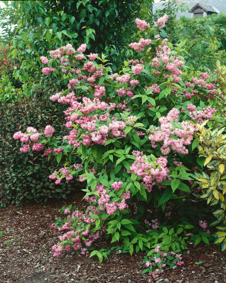DEUTZIA HYBRID TOURBILLON ROUGE (R)