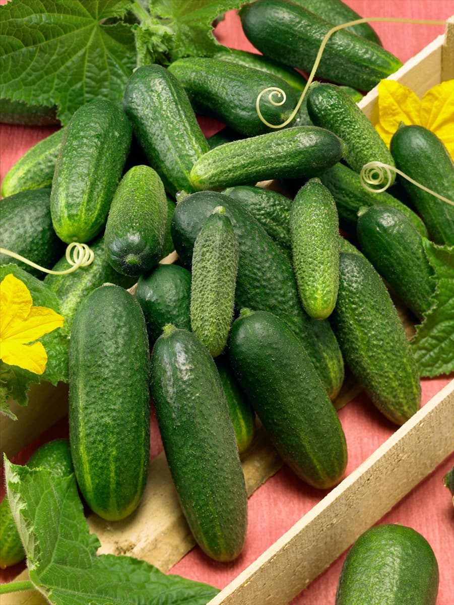 Essiggurke / Cucumis sativus Moringa F1